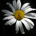 Avatar do usuário